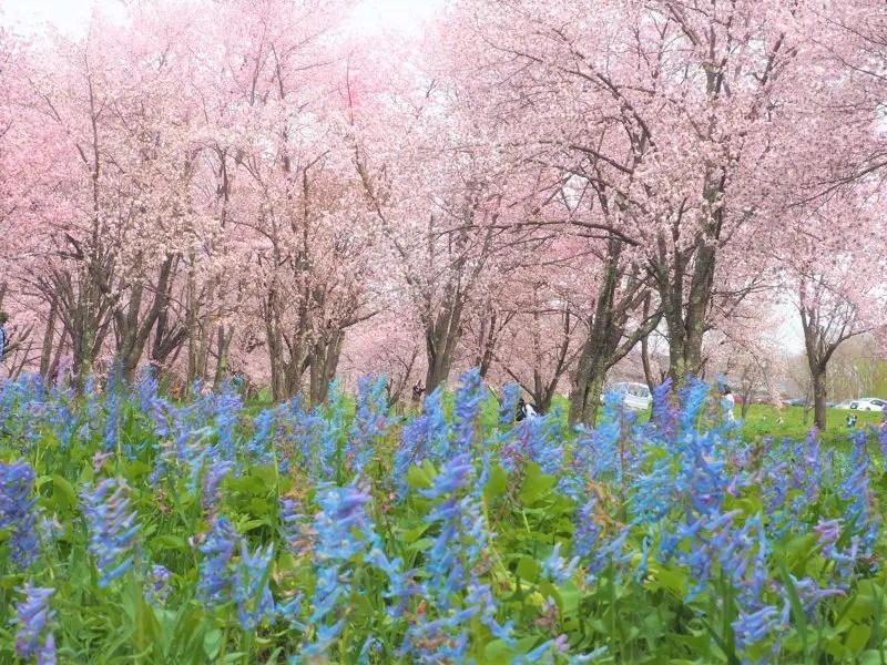 森林公園に咲く山野草たち