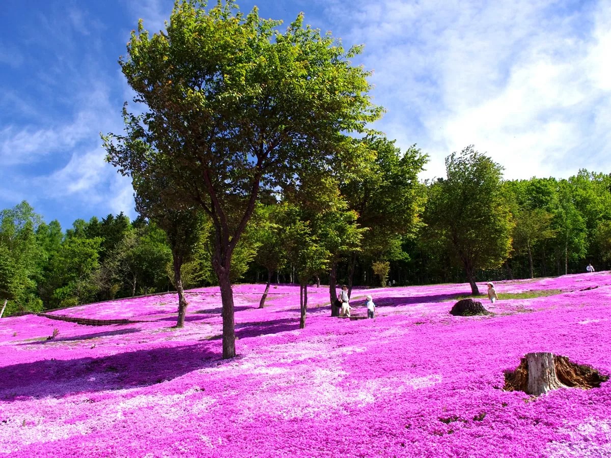 【オホーツク五大芝桜】日本一の規模を誇る芝桜