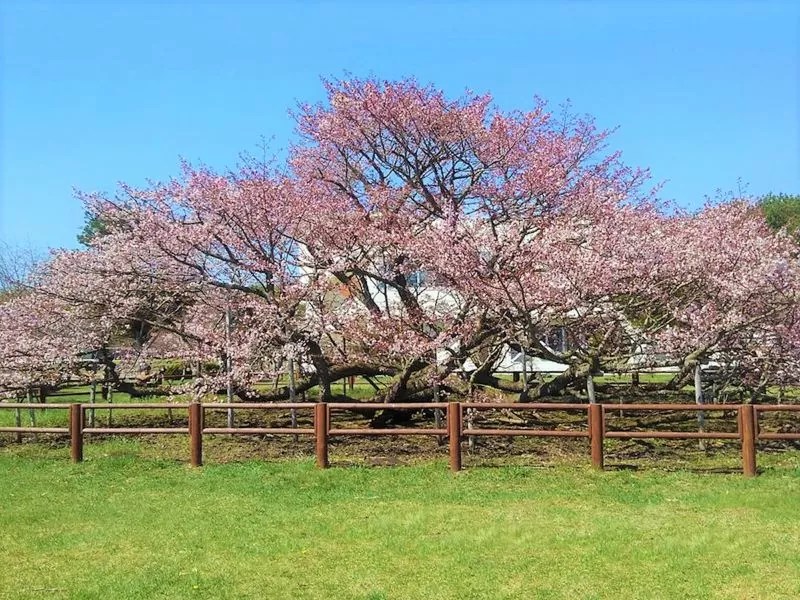 【別海町】野付の千島桜