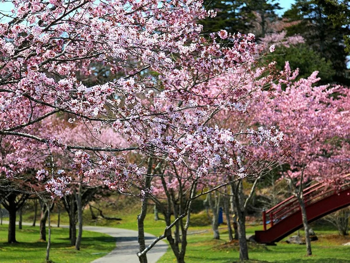 【子野日公園】桜が見頃の頃に開催する”あっけし桜・牡蠣まつり”！