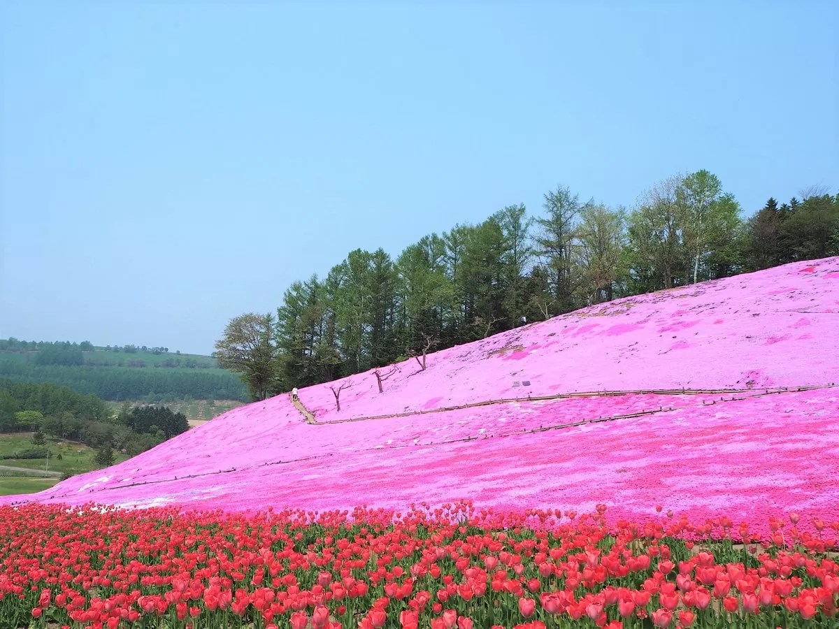 【太陽の丘えんがる公園】オホーツク第三の芝桜