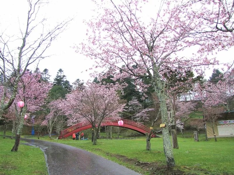 子野日公園の桜の情報