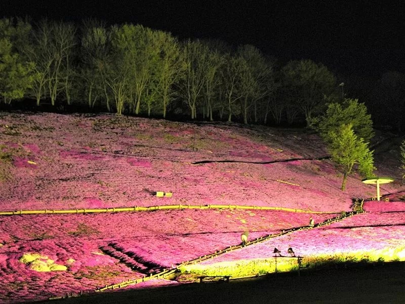 夜桜ライトアップ