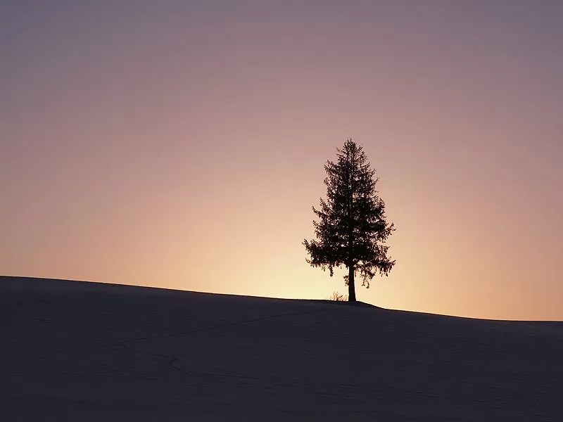 美瑛町 クリスマスツリーの木