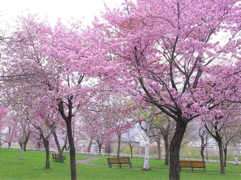 農試公園の桜　エゾヤマザクラ