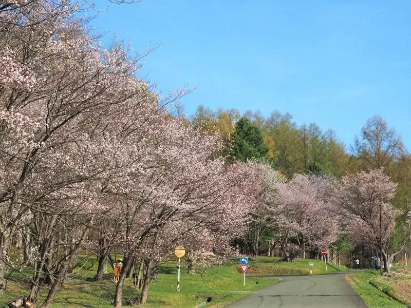 富良野・美瑛近郊・桜 朝日ヶ丘公園