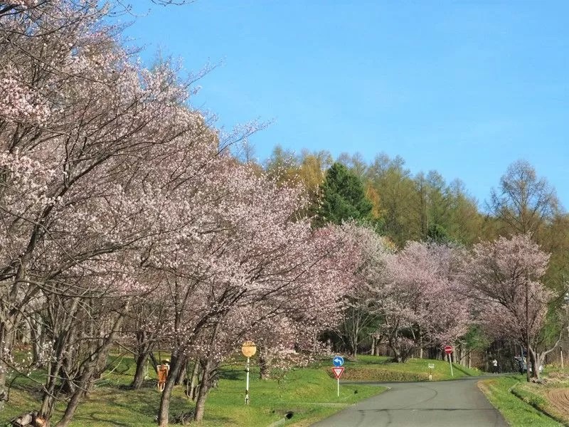 富良野・美瑛近郊・桜　朝日ヶ丘公園