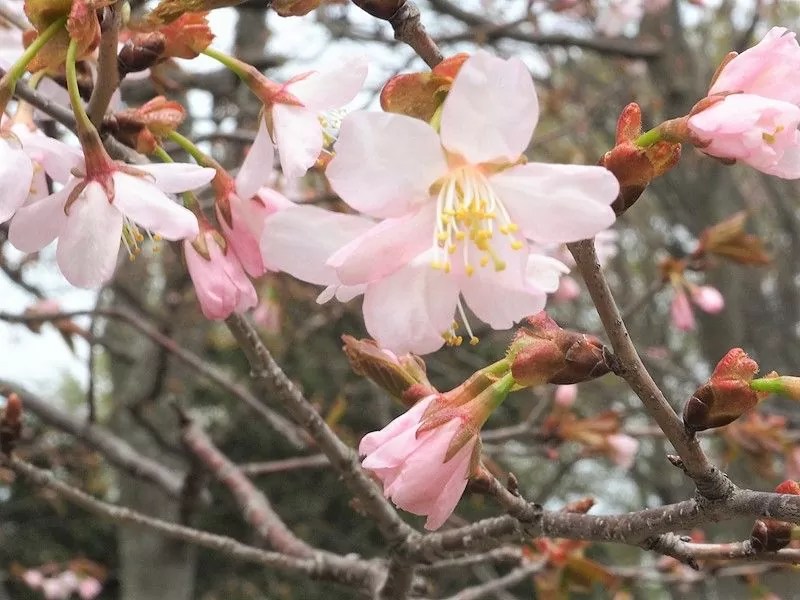 江別市・千古園