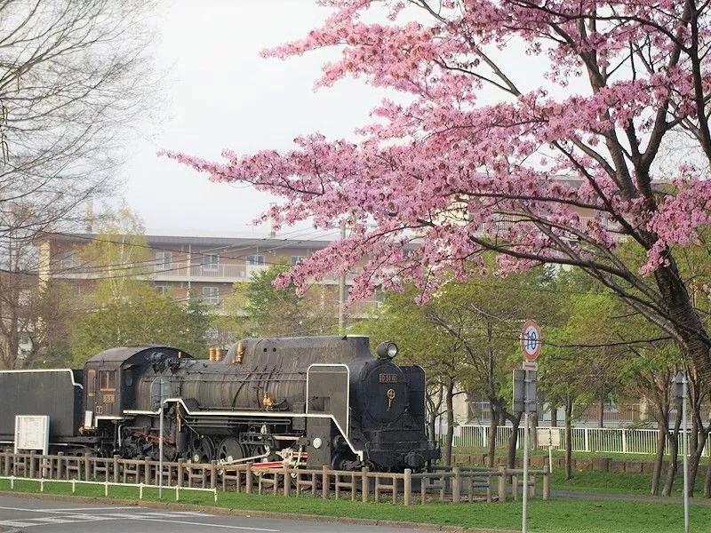 農試公園の桜　蒸気機関車