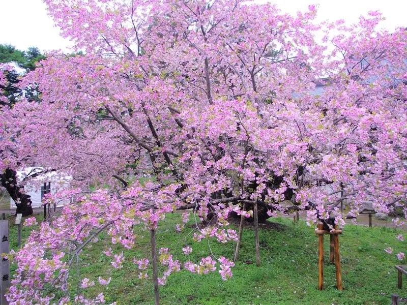 松前城の桜　三大名木1（光善寺の血脈桜）