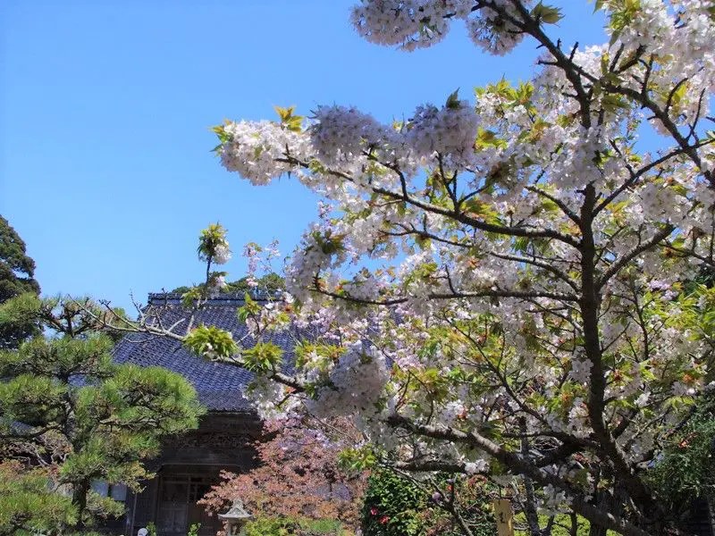 松前城の桜 三大名木2 龍雲院の蝦夷霞桜