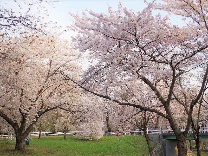 農試公園の桜　桜のトンネル