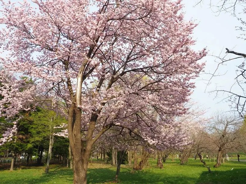 真駒内公園の桜