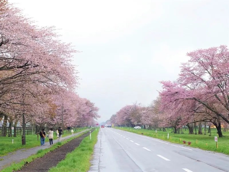 静内二十間道路桜並木