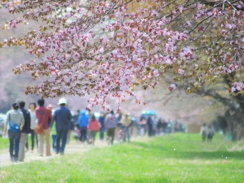 静内二十間道路桜並木2