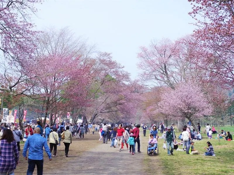 静内二十間道路桜並木　桜祭り