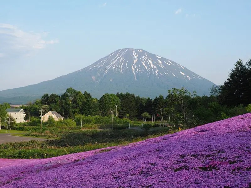 倶知安 三島さんの芝桜 芝ざくらの丘