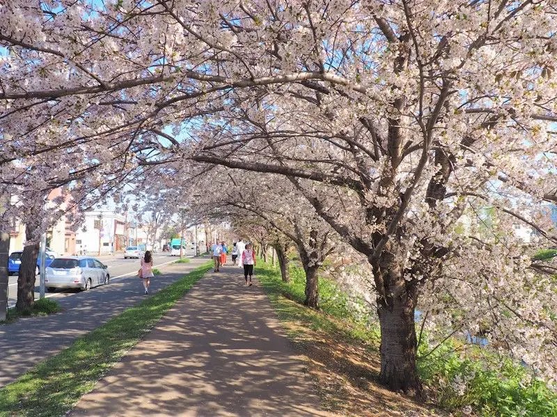 新川桜並木