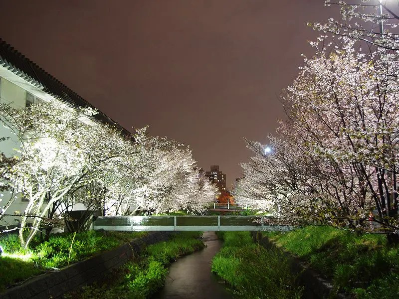 寒地土木研究所 精進川にかかる橋から眺める桜