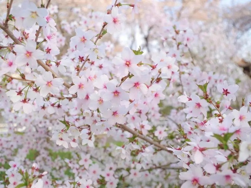 寒地土木研究所の桜 千島桜