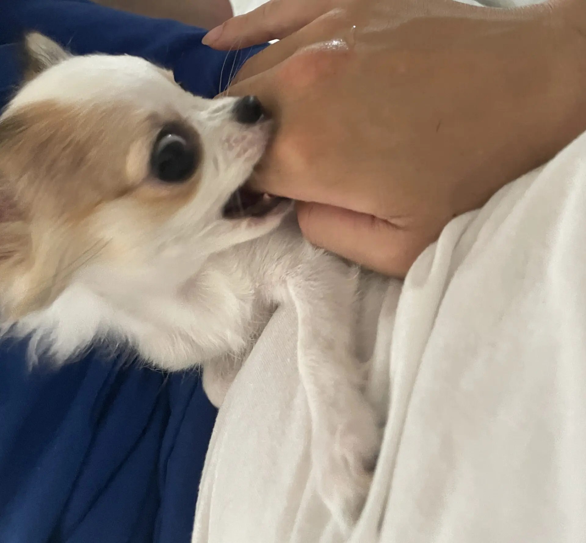 甘噛みするルイ