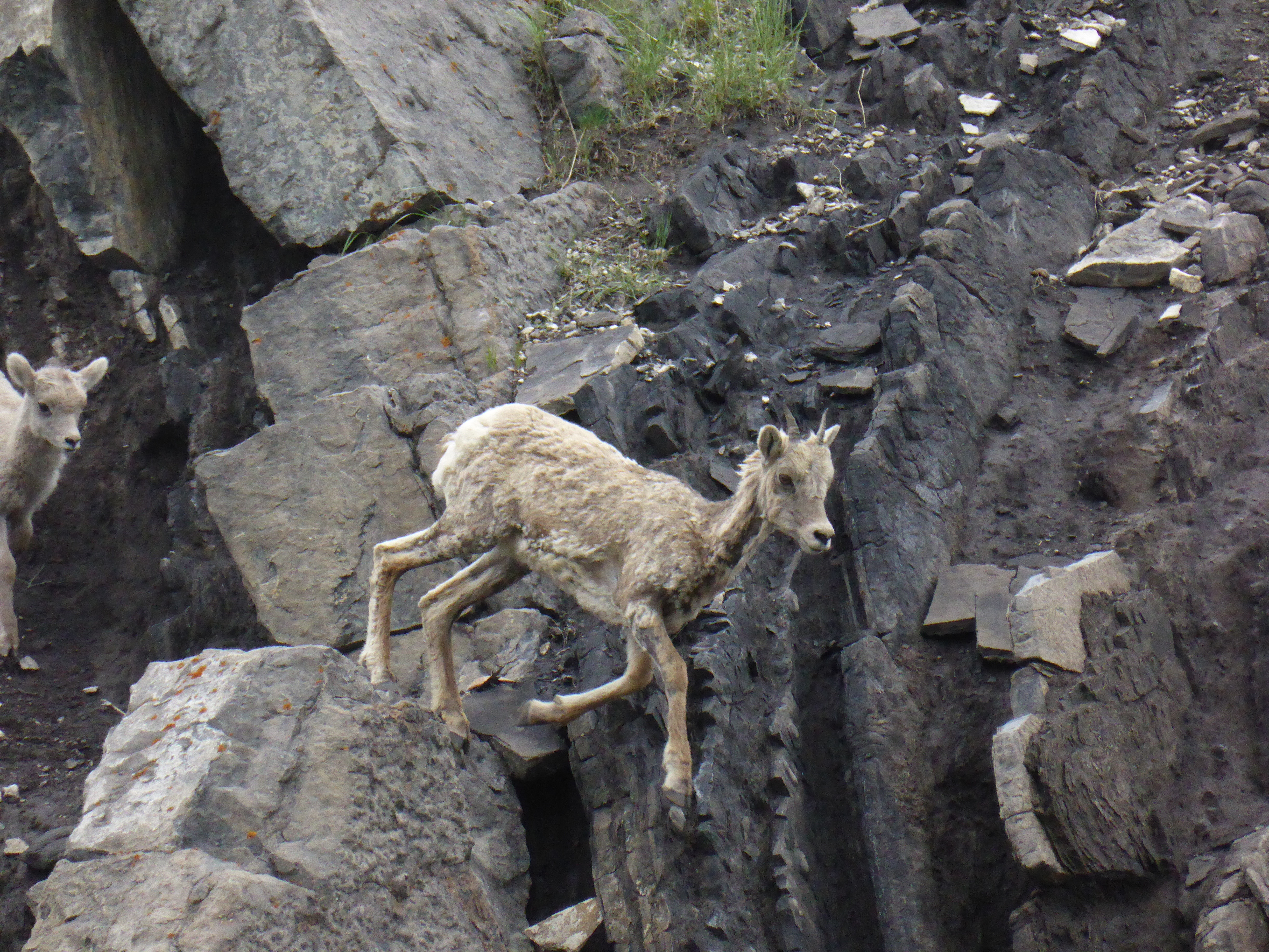 big-horned sheep