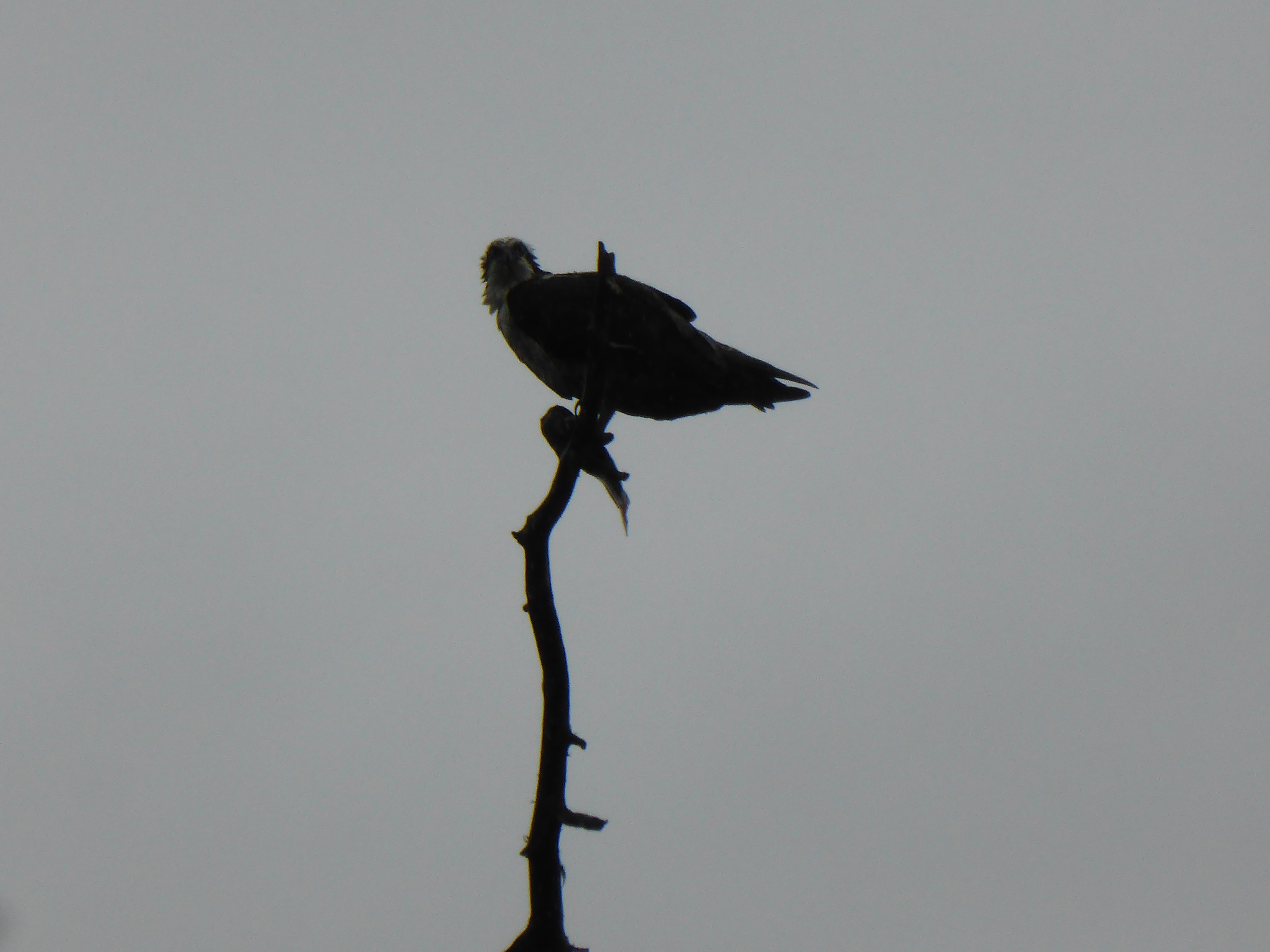 osprey with fish in its claws