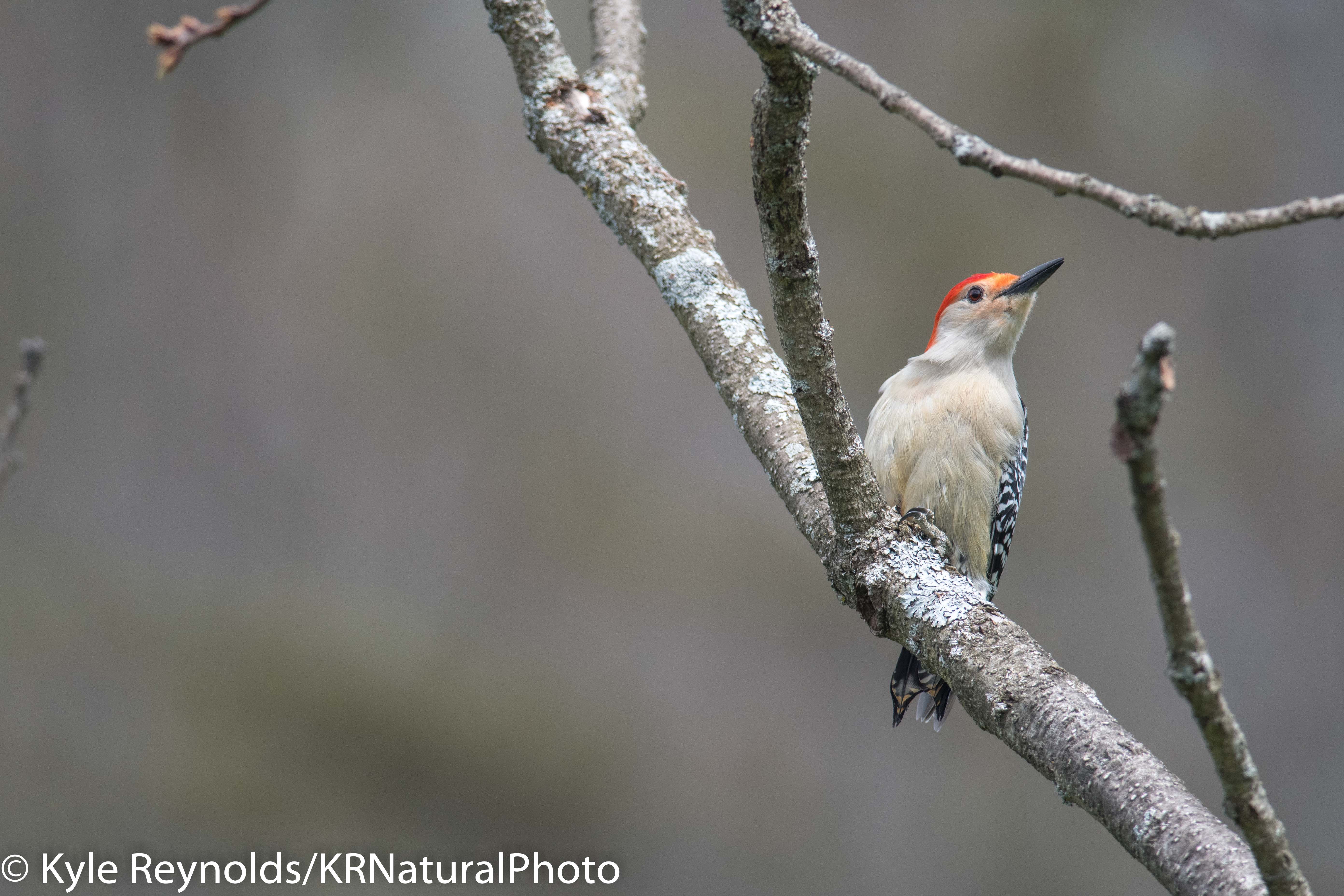 Abundant Birding Photography Krnaturalphoto S Blog