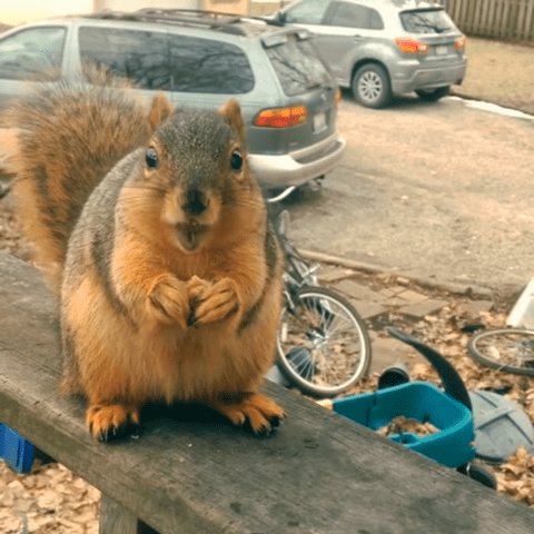 Friendly Squirrel Jumps Onto Unsuspecting Ups Driver In The Doorway While He Was Delivering A Package