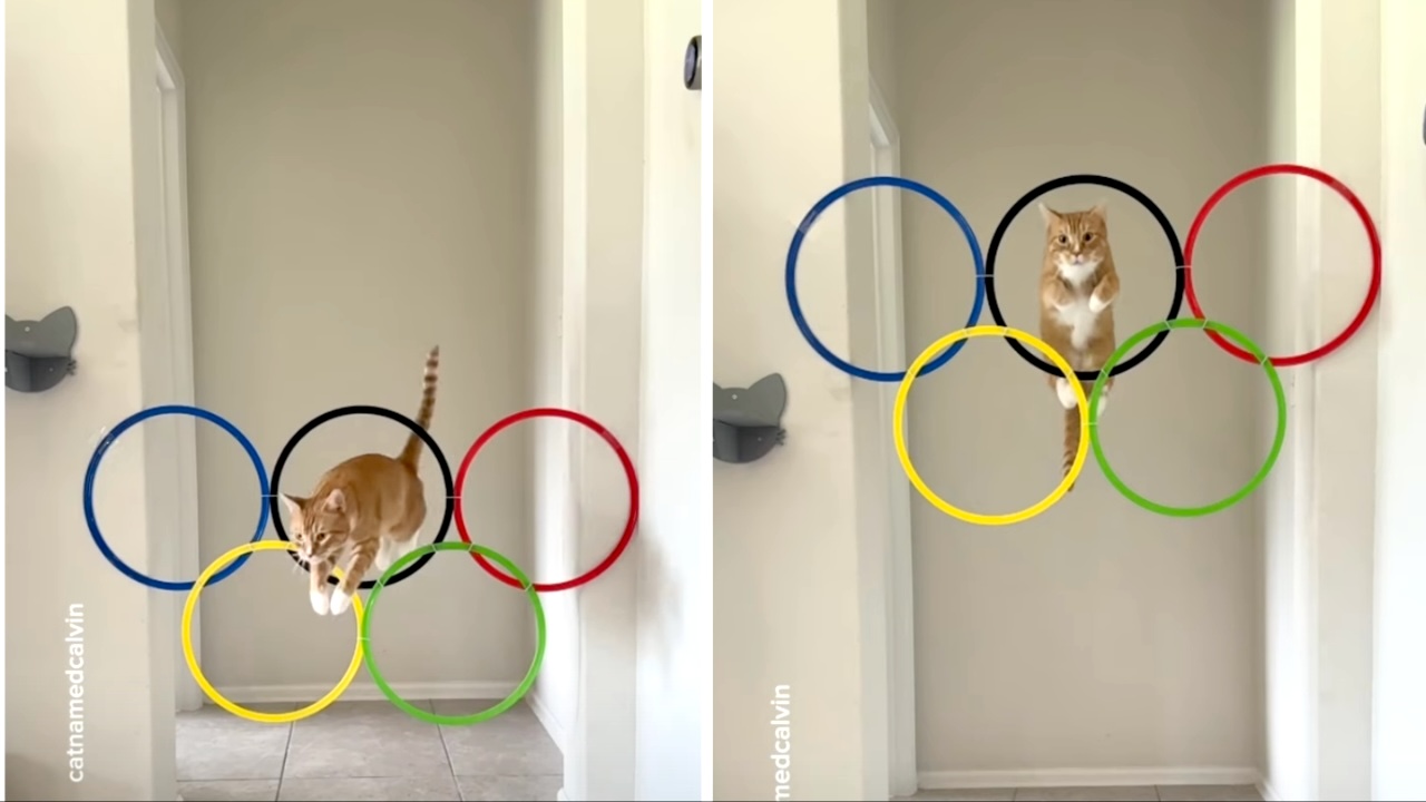 Athletic Cat Jumps Through an Increasingly Rising Set of Olympic Rings