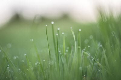 Grass Seed Germination Temperature Guide Lawn Chick