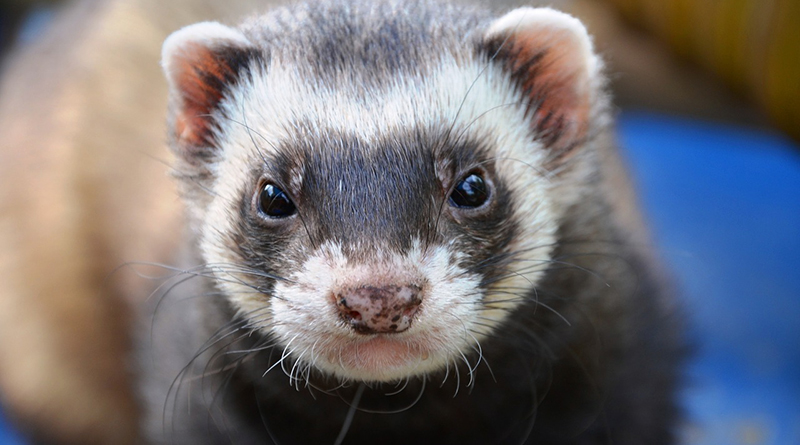 Adopter Un Furet 7 Conseils Avant De Se Lancer Le Blog Du Herisson