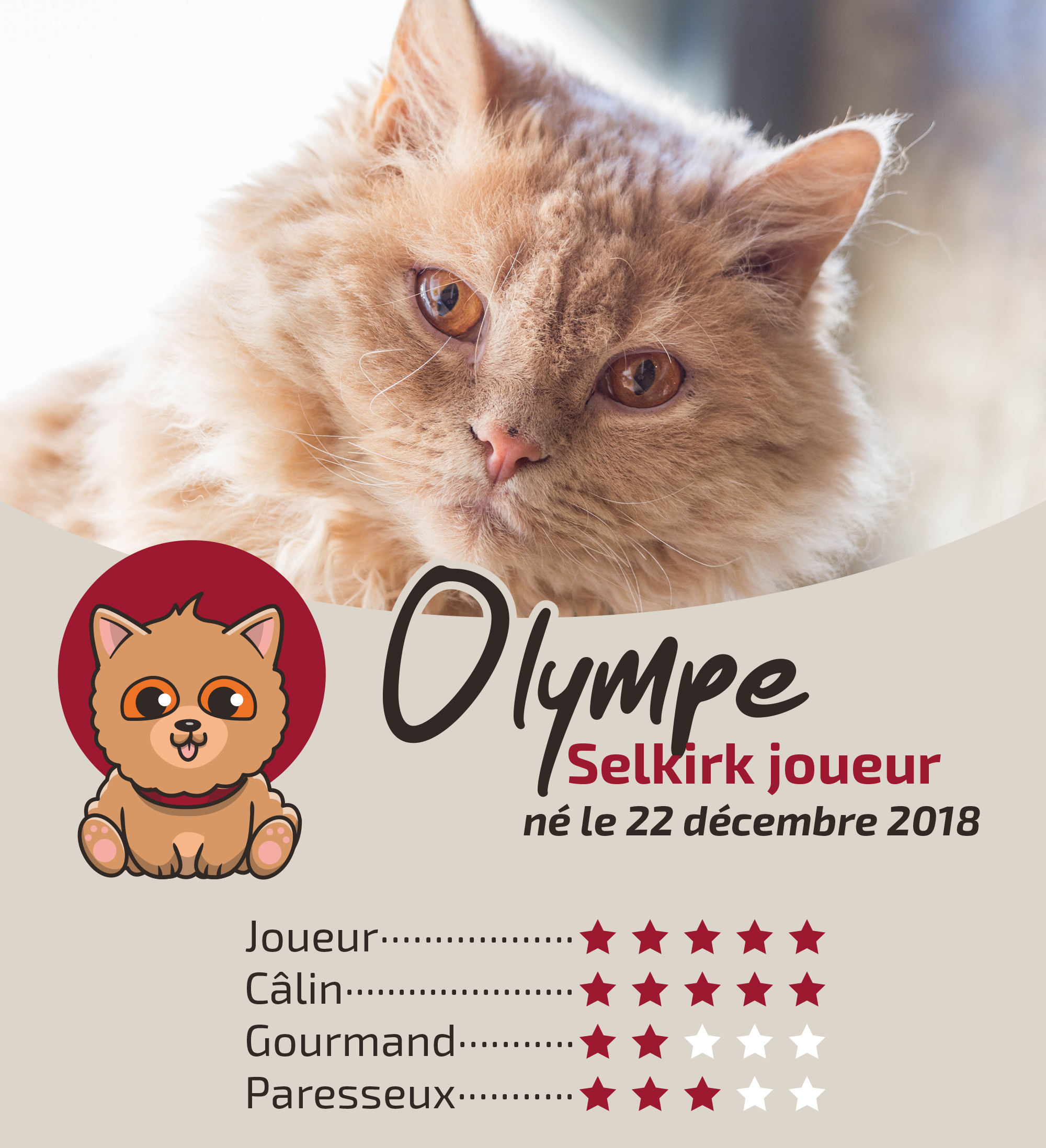 Olympe Le Mouton Selkirk Rex Le Gentlecat Bar A Chats A Lyon
