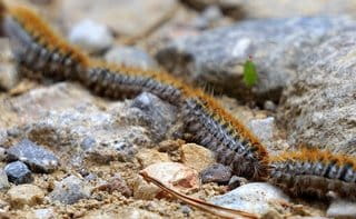 Comment Tuer Les Chenilles Processionnaires Au Sol