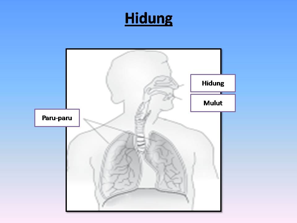 Urutan Saluran Pernapasan Pada Manusia Dari Luar Ke Dalam Adalah