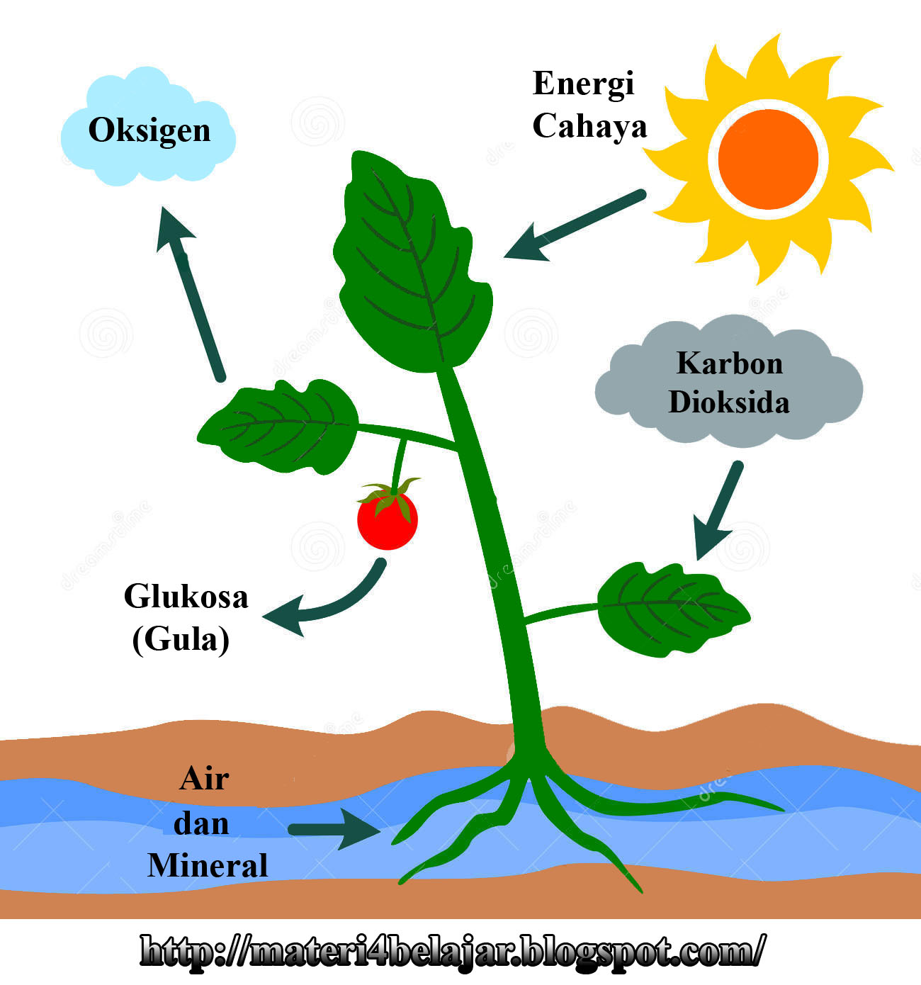 Gambar Proses Fotosintesis pada Tumbuhan Hijau