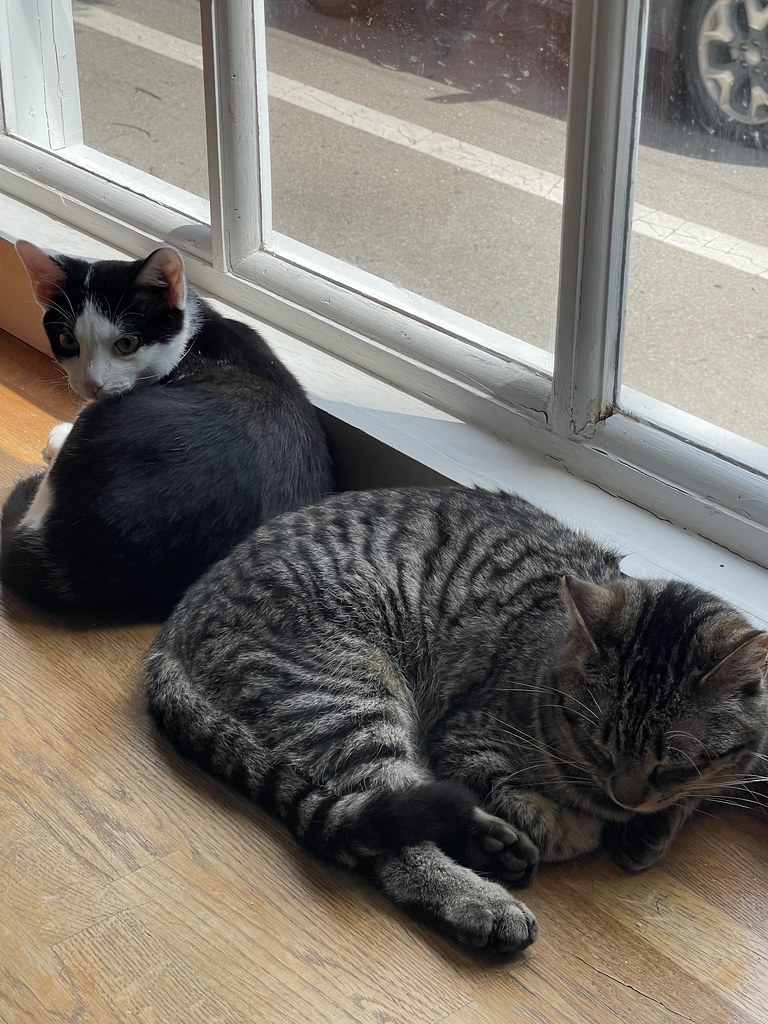 The aforementioned tuxedo laying butt to butt with a brown and black tabby that appears to be sleeping. They're both curled up into little balls and just resting beside each other, in front of the window. 