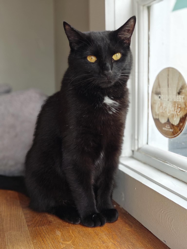 A handsome black cat with a tiny tuft of white fur at the top of his chest, looking at the camera with orange eyes. A perfect embodiment of Halloween. 