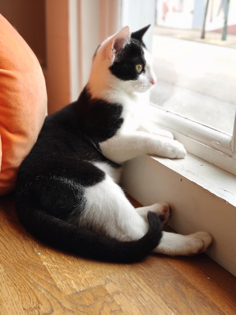 Believe it or not, ANOTHER cat is chillin' like a villain in the exact same window, though it is the other corner of said window. This cat is a tuxedo, with all white legs, white chest, and a white neck/back of head plus one white ear, but a black mask and a black ear, and black all down his back and his whole tail is black. He has a pink nose (and pink beans)! 
