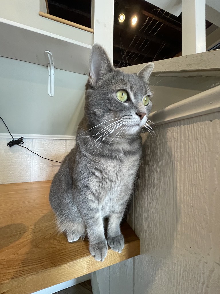 A beautiful grey cat with big green eyes, looking off into the distance. She sits on a table, elegant in nature. 