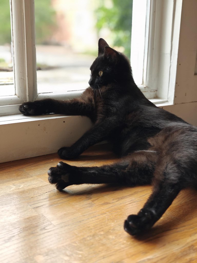 A different, but equally as handsome black cat sitting in the windowsill. But like, lounging, not just sitting. Like straight up he is chillin' like a villain. He looks out the window phlegmatically. 