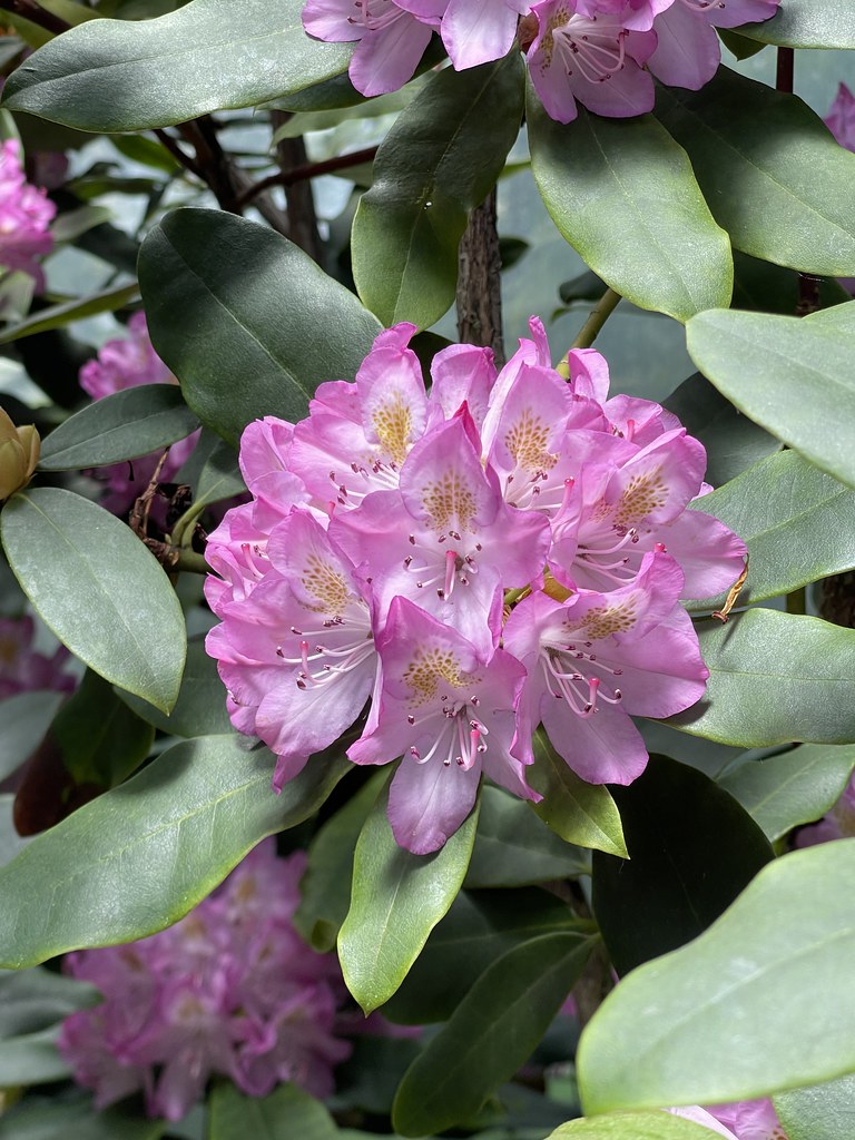 A bundle of pink flowers, probably about a dozen all balled together into like, one big bloom. 