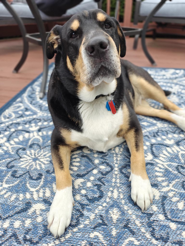 Charlie, a medium sized black, white, and tan dog, laying on a blue and white outdoor rug, looking at the camera. She is adorable!