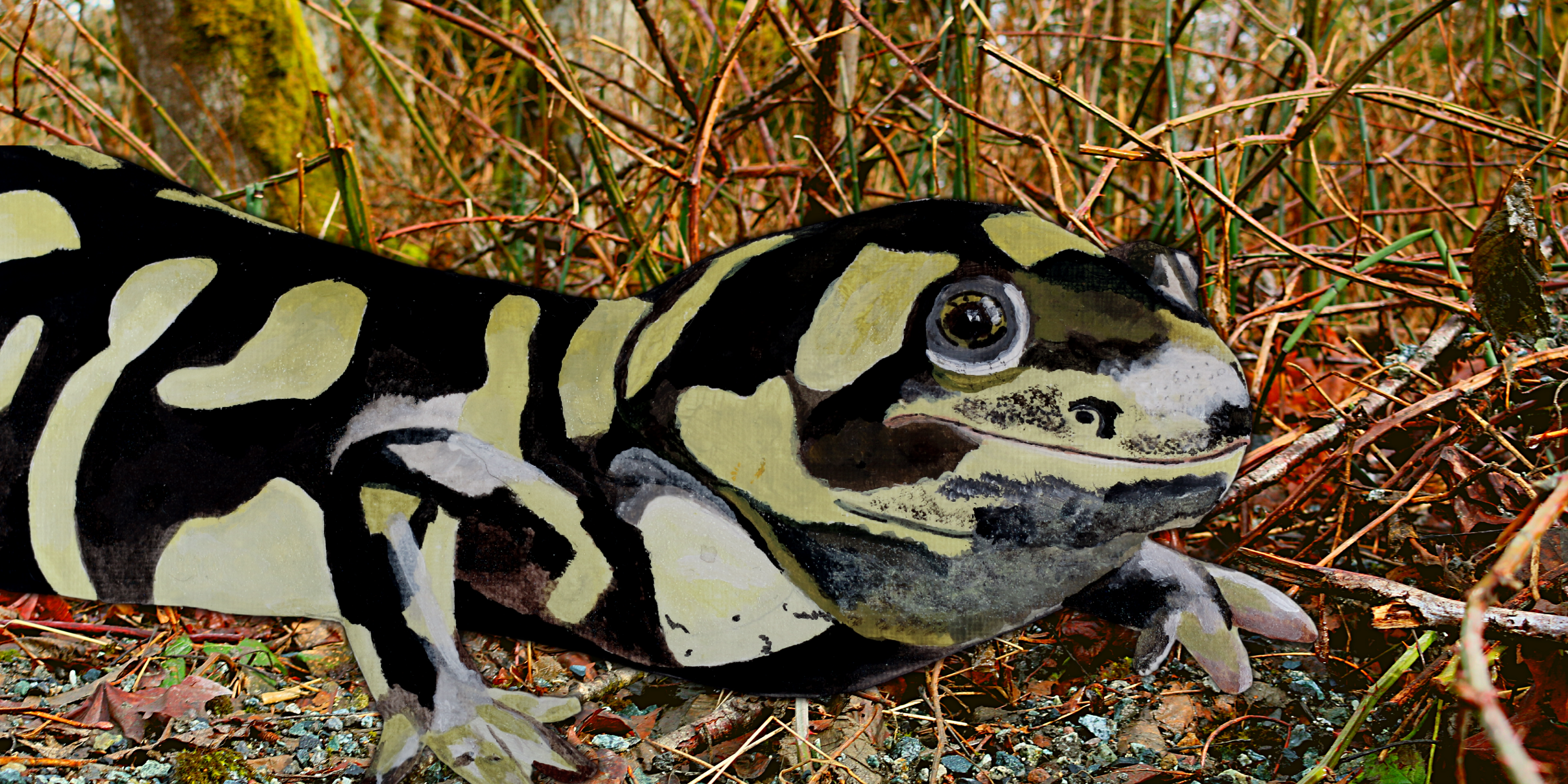 Dreaming of Water with Tiger Salamanders