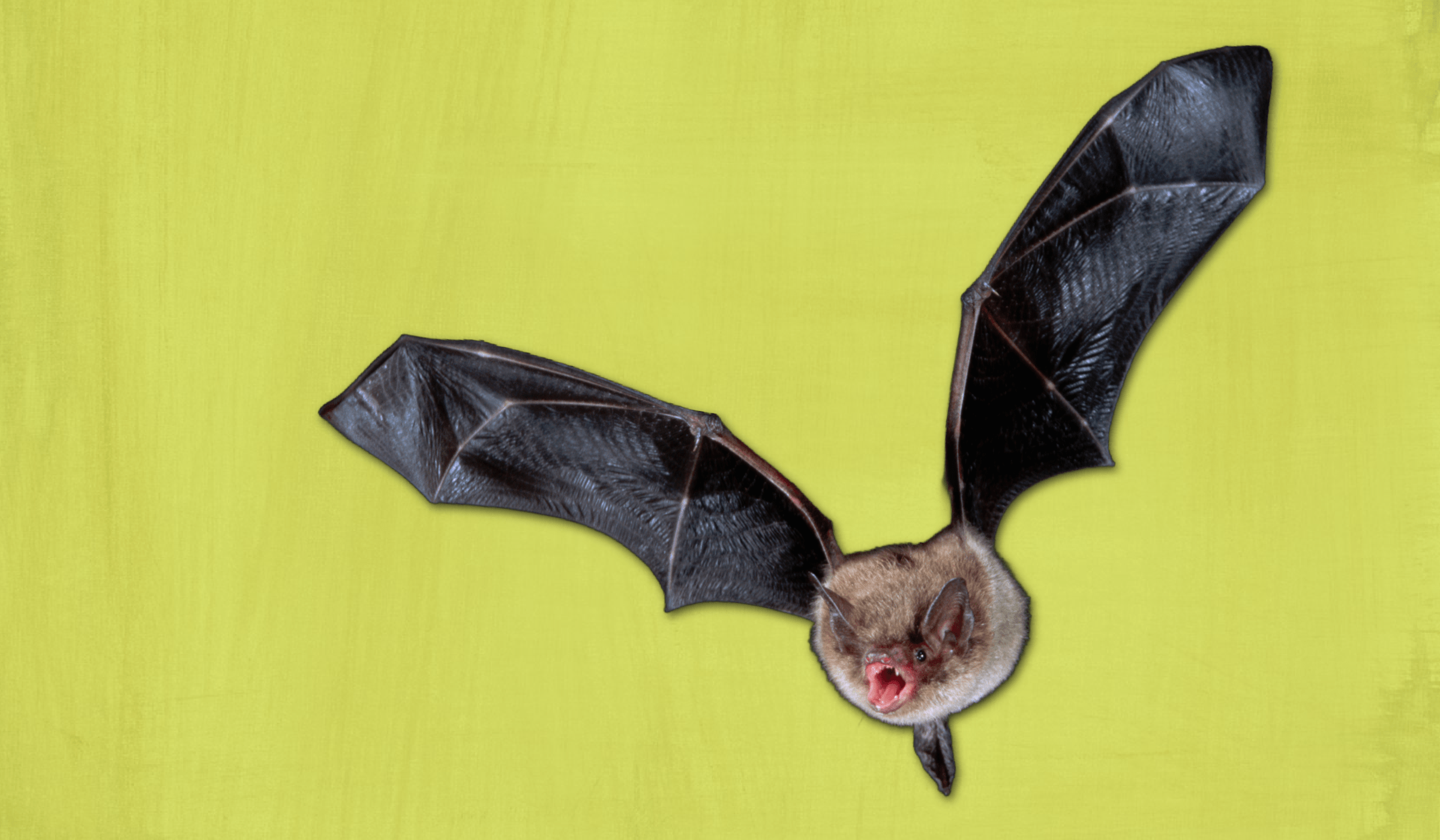 flying little brown bat against an abstract lime green background