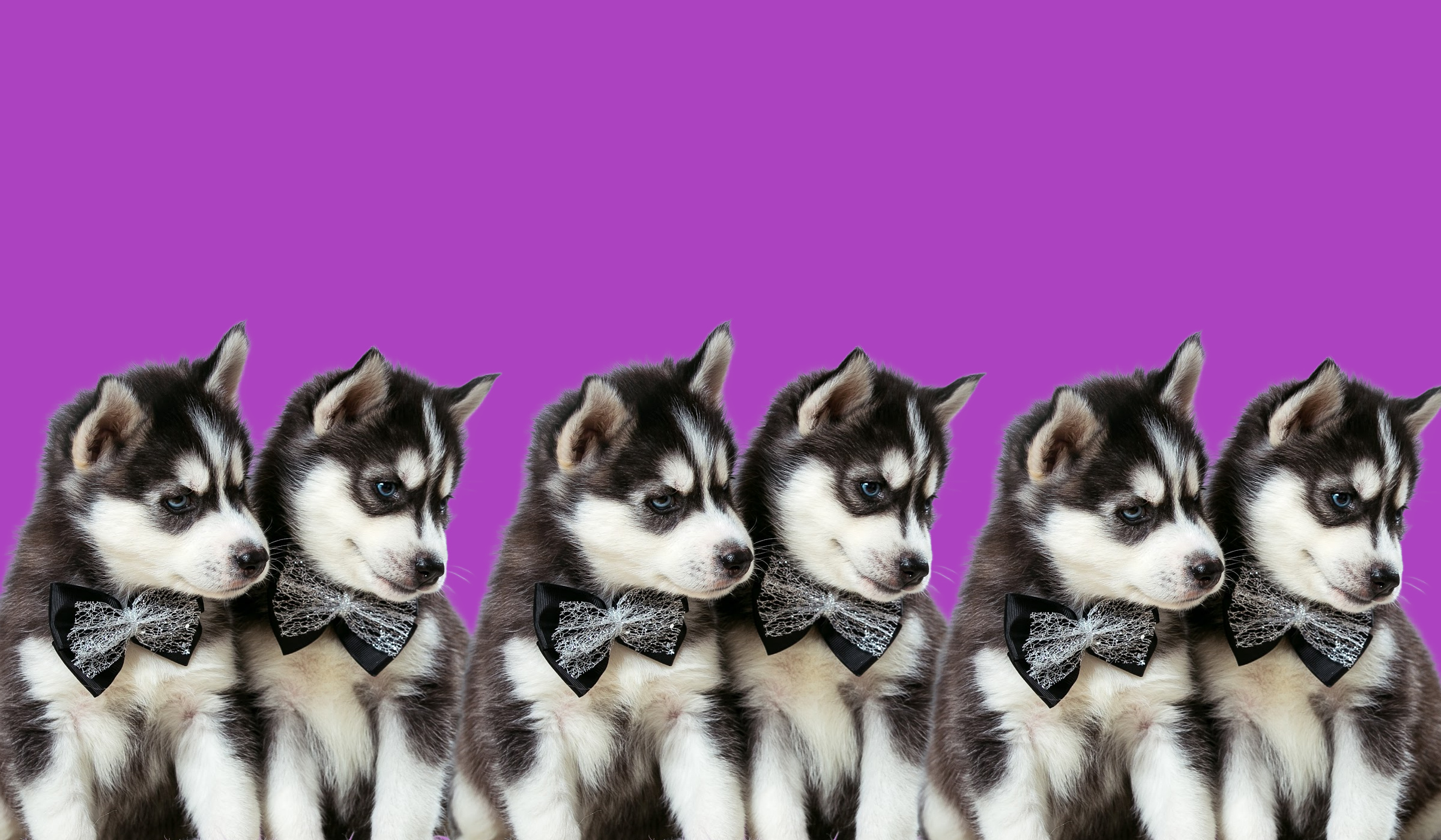 Three identical pairs of puppies, seated against a purple background