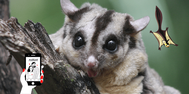 Dal Petauro Dello Zucchero Un Infallibile Test Amoroso Lucy The Wombat
