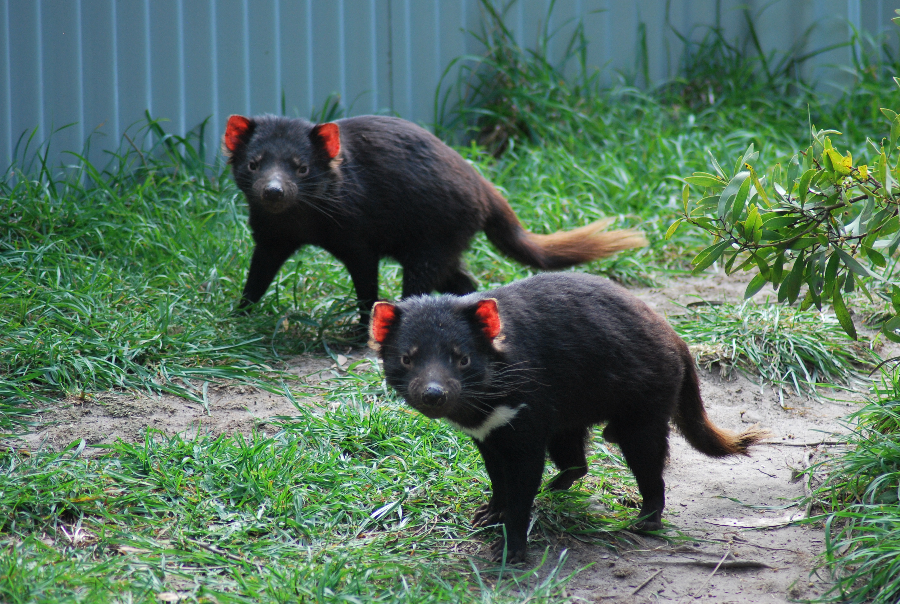 La Rabbia Del Povero Diavolo Della Tasmania E Del Mondo Lucy The Wombat