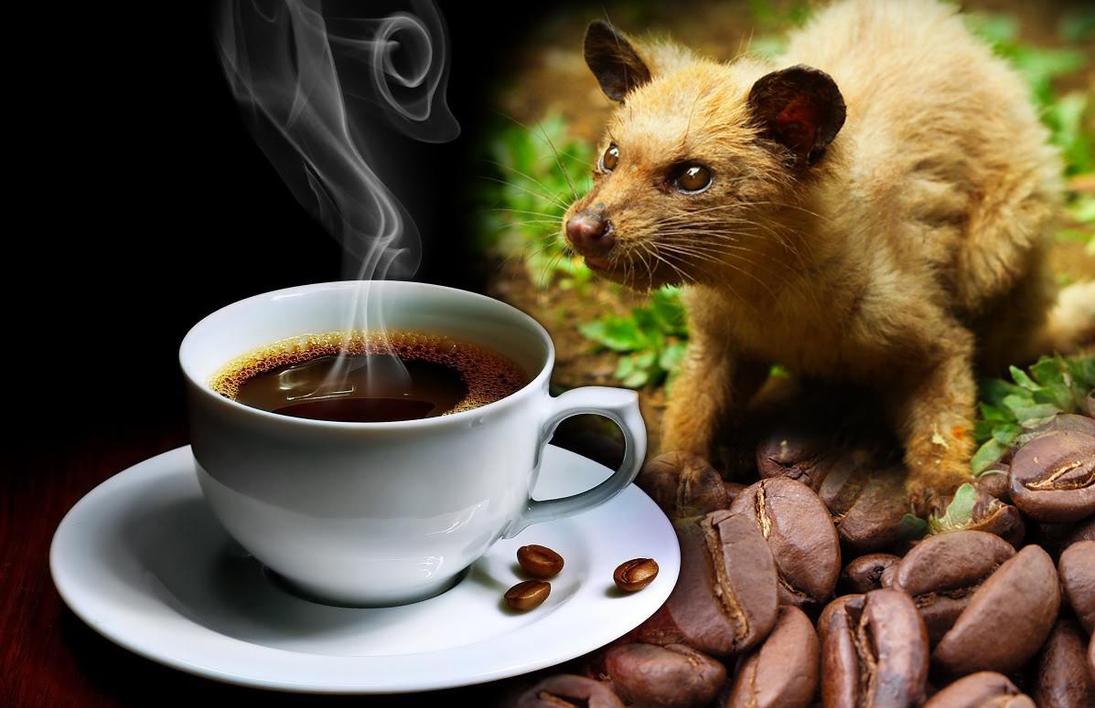 Kopi Luwak Le Cafe Le Plus Cher Du Monde