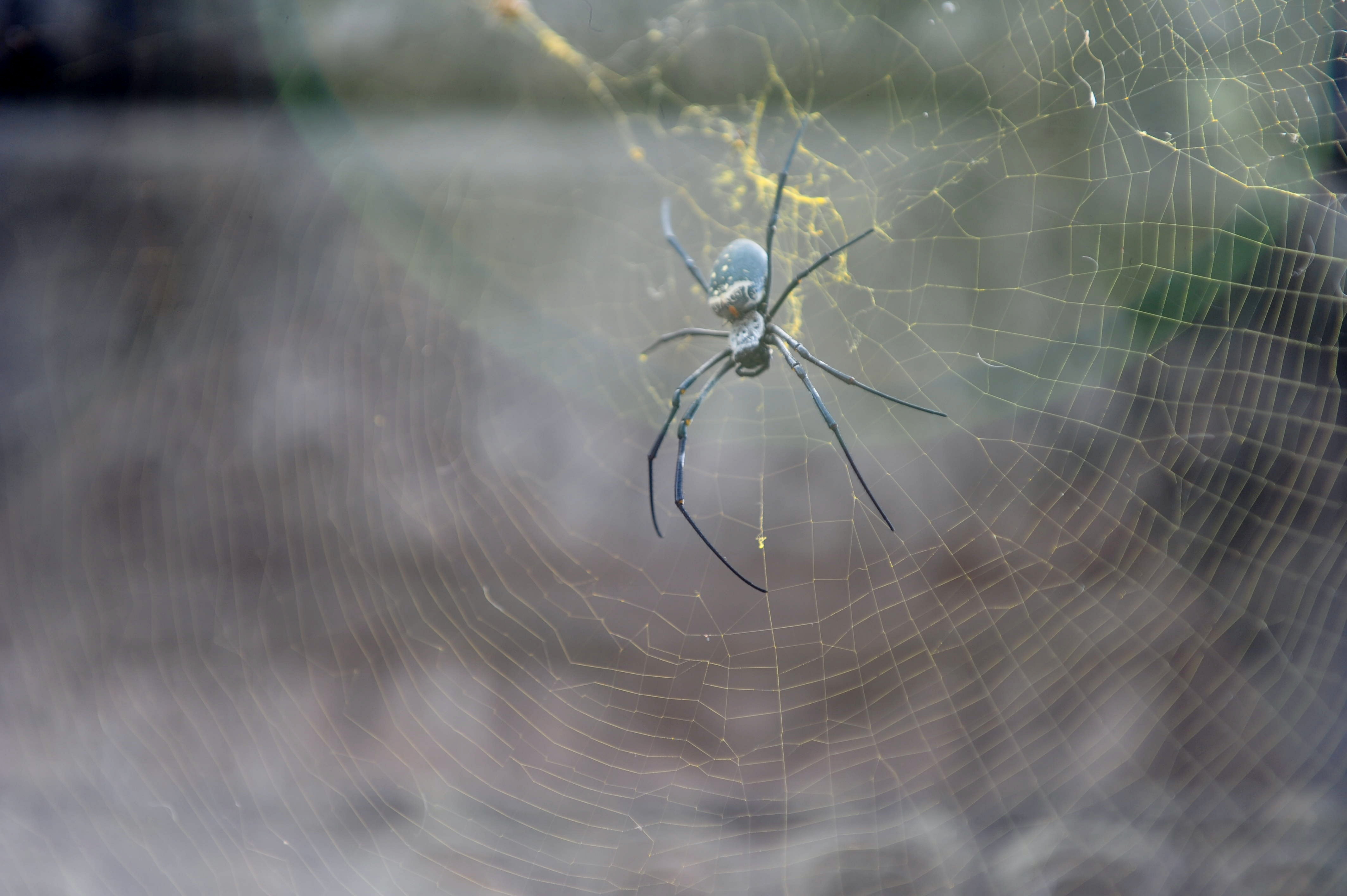 Spider up close